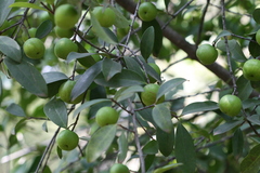 Garcinia indica